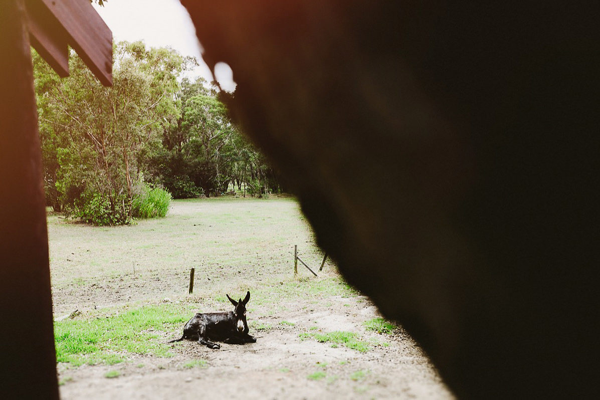 donkey resting chapel farm